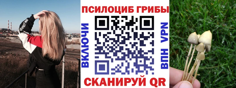Галлюциногенные грибы Psilocybe  как найти   Тамбов 